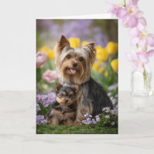 Yorkie Mum Mother’s Day Love