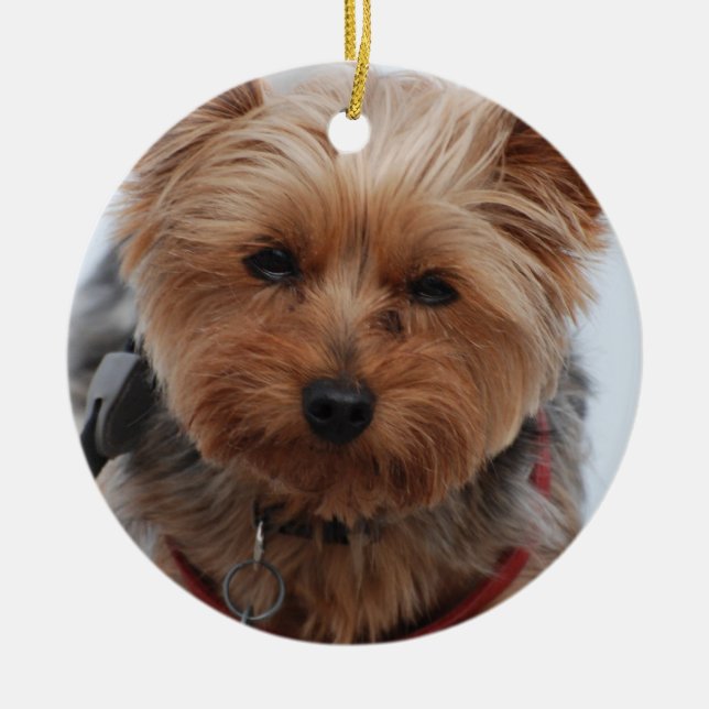 Yorkie  Ornament (Front)