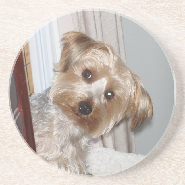 Yorkie Peeking Around the Corner Coaster (Front)