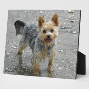 Yorkie Plaque