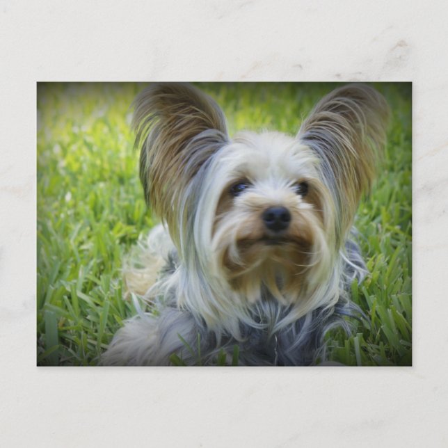 Yorkie Postcard (Front)