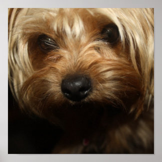Yorkie Poster