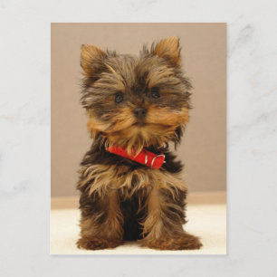 Yorkie Products Postcard