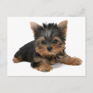 Yorkie Pup Postcard