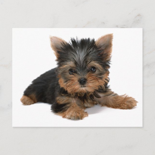 Yorkie Pup Postcard (Front)