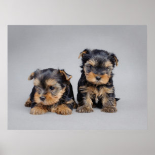 Yorkie puppies poster