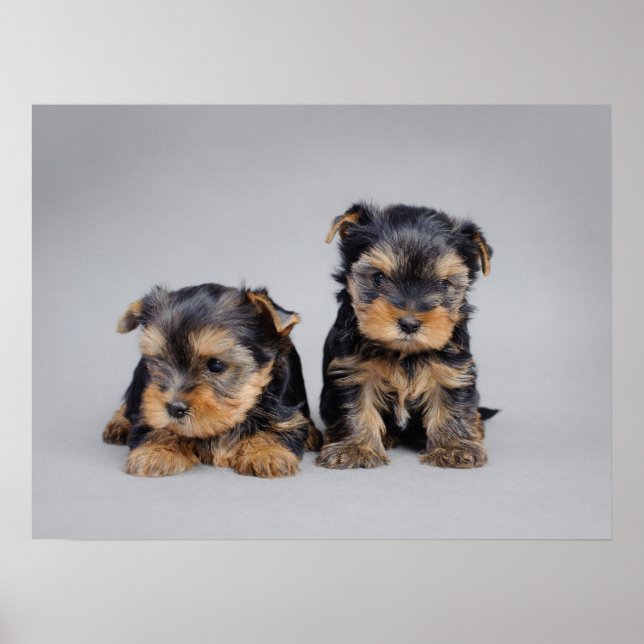 Yorkie puppies poster (Front)