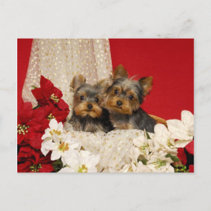 Yorkie puppies with Poinsettias Postcard
