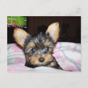 Yorkie Puppy Dog Lover Gifts Postcard