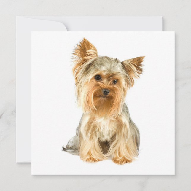 Yorkie Puppy Invitations (Front)