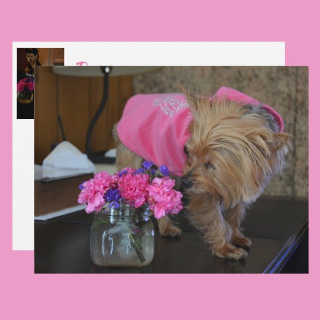 Yorkie Puppy Love Pretty in Pink Postcard (Creator Uploaded)
