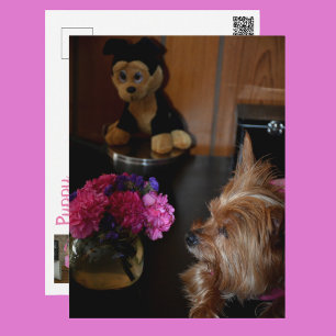 Yorkie Puppy Love Valentine's Day Photographic Postcard