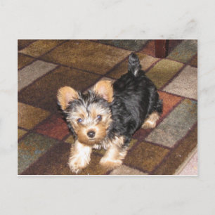 Yorkie Puppy Postcard