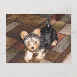 Yorkie Puppy Postcard