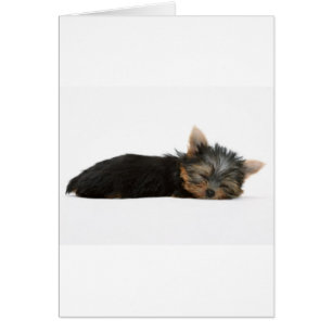 Yorkie Puppy Sleeping