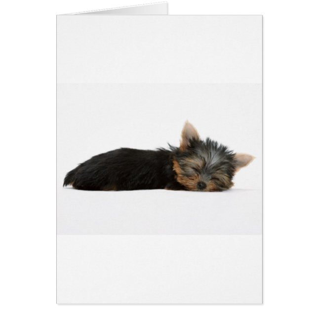 Yorkie Puppy Sleeping (Front)