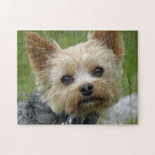 Yorkie Puzzle