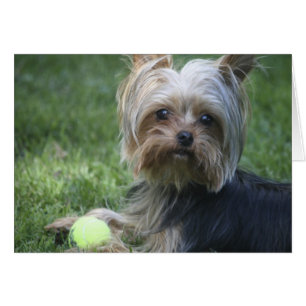 Yorkie Tennis