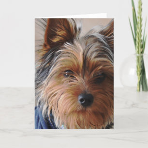 Yorkie Terrier Greeting Card