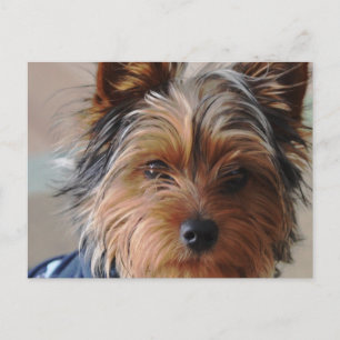 Yorkie Terrier Postcard