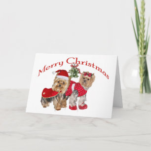 Yorkie two Merry Christmas Holiday Card