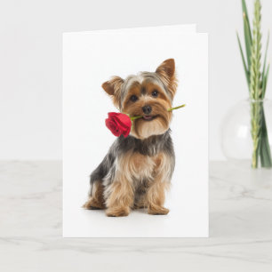 Yorkie Valentine – Tiny Dog, Big Love Card
