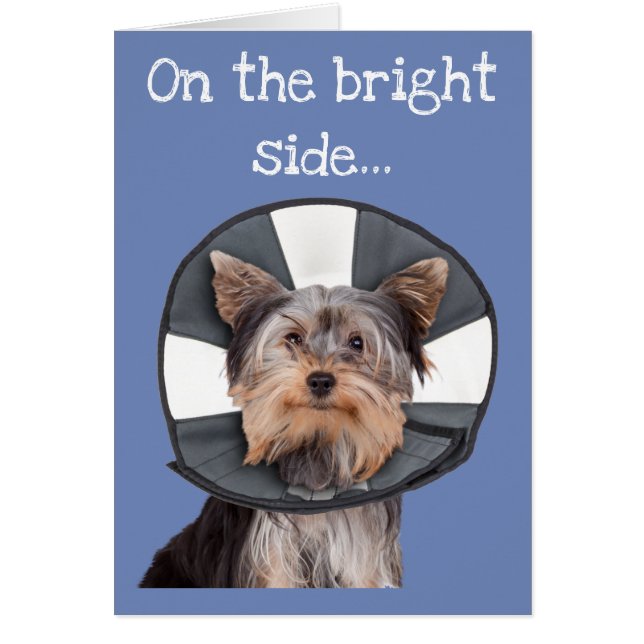 Yorkie Wearing Cone of Shame (Front)