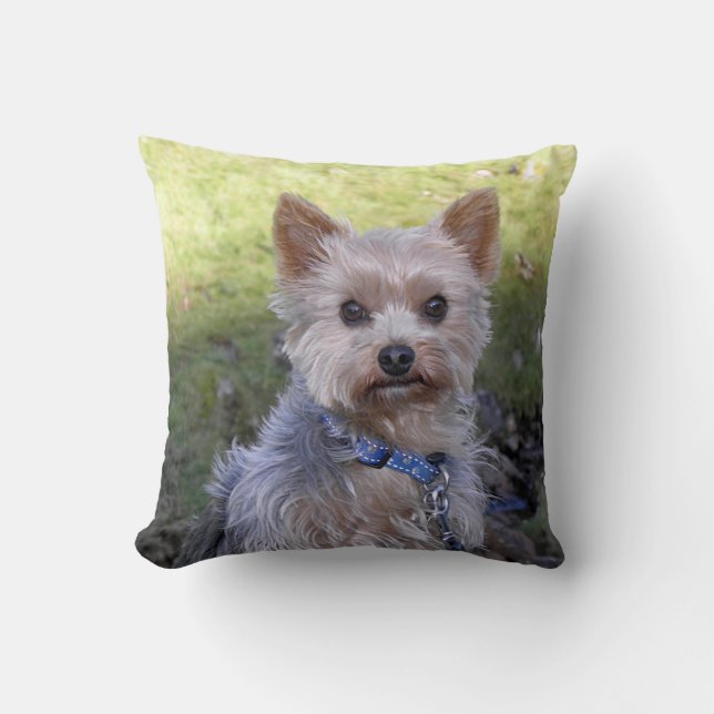Yorkie with blue collar cushion (Front)