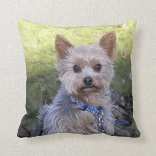 Yorkie with blue collar cushion