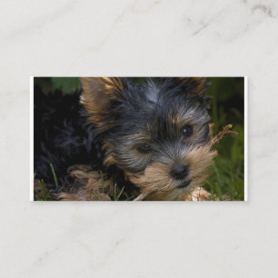yorkie with stick business card