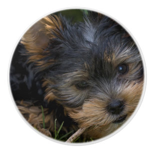 yorkie with stick ceramic knob