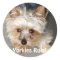 Yorkie, Yorkies Rule!