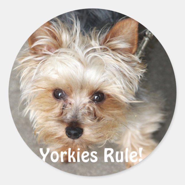 Yorkie, Yorkies Rule! Classic Round Sticker (Front)