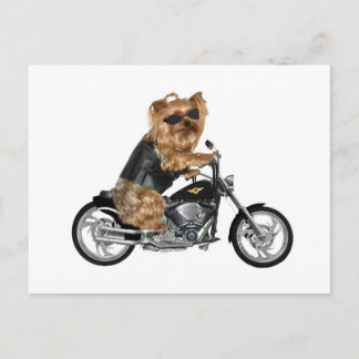 Yorkie Yorkshire Terrier Biker Postcard