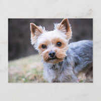 Yorkie, Yorkshire Terrier