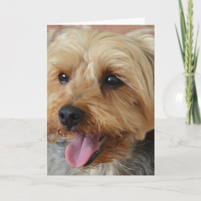 Yorkie Zac Card (Front)