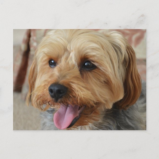 Yorkie Zac Postcard (Front)