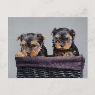 Yorkies Postcard
