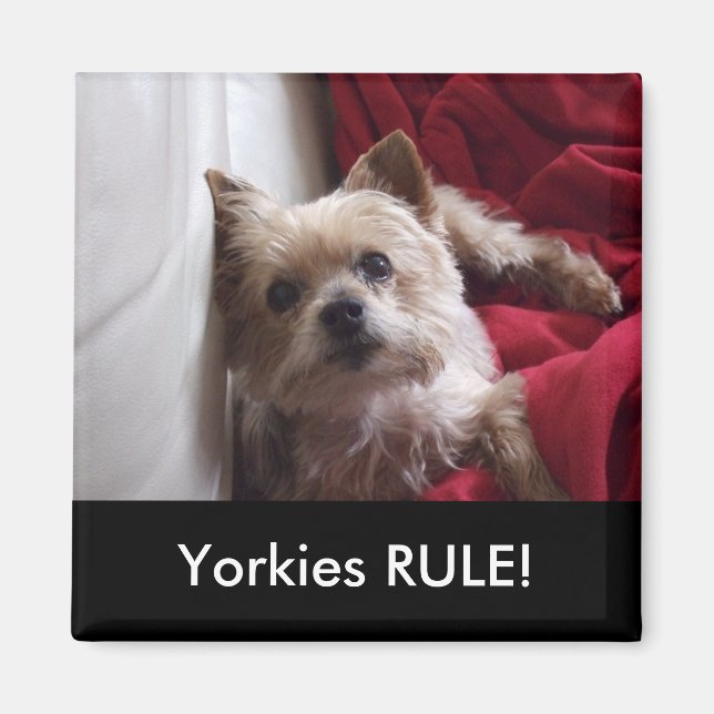 Yorkies RULE! Refrigerator Magnet (Front)