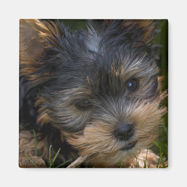 Yorkshire Magnet (Front)