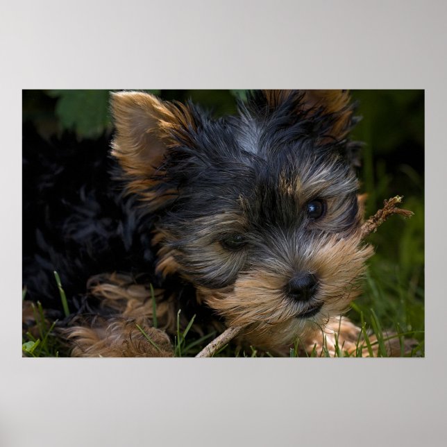 Yorkshire Poster (Front)