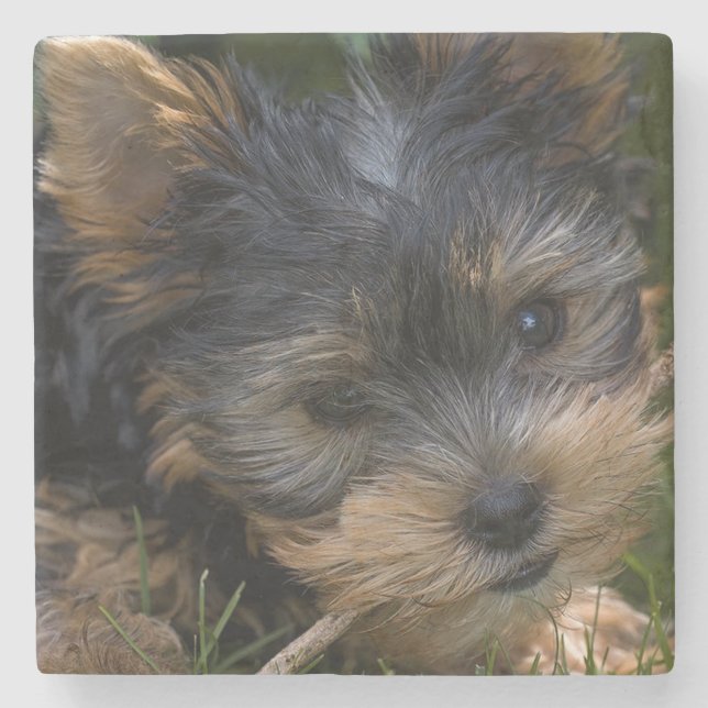 Yorkshire Stone Coaster (Front)