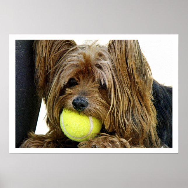 Yorkshire Terrer  with Tennis Ball Poster (Front)