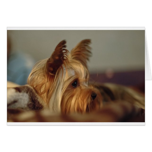 Yorkshire Terrier (Front Horizontal)