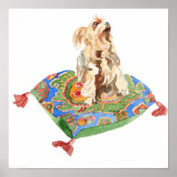 Yorkshire terrier 2012