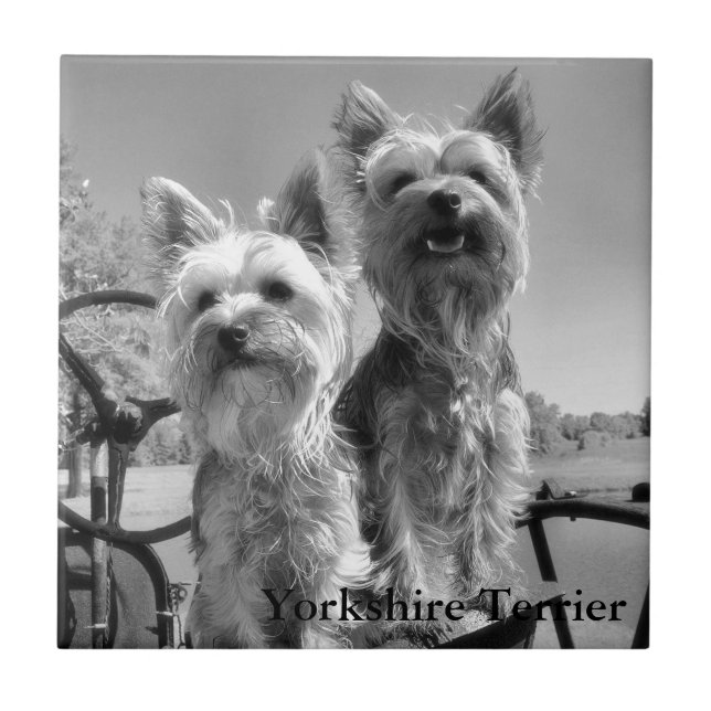Yorkshire Terrier, Black & White, Ceramic Tile (Front)