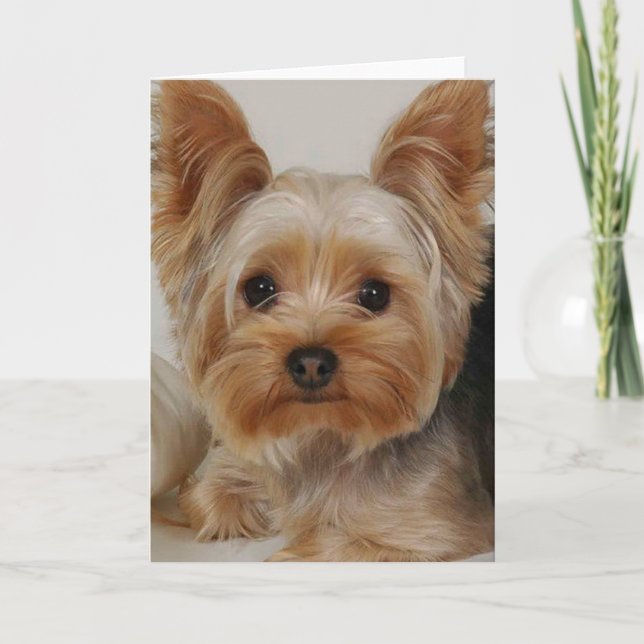 Yorkshire Terrier Card (Front)