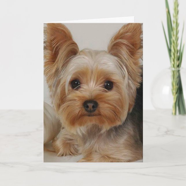 Yorkshire Terrier Card (Front)