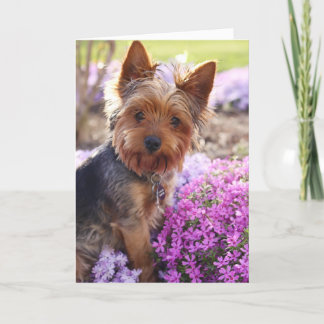 Yorkshire Terrier Card