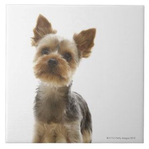 Yorkshire Terrier Ceramic Tile